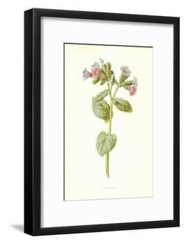 Pulmonaria-Frederick Edward Hulme-Framed Giclee Print