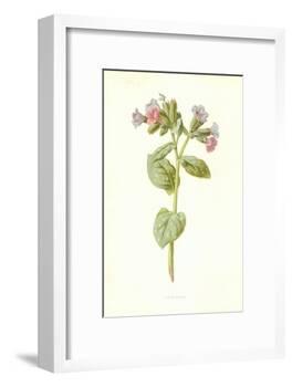 Pulmonaria-Frederick Edward Hulme-Framed Giclee Print