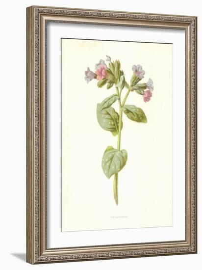 Pulmonaria-Frederick Edward Hulme-Framed Giclee Print