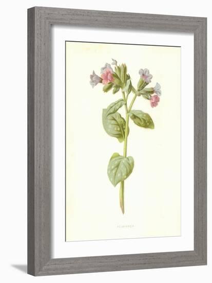 Pulmonaria-Frederick Edward Hulme-Framed Giclee Print