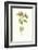 Pulmonaria-Frederick Edward Hulme-Framed Giclee Print