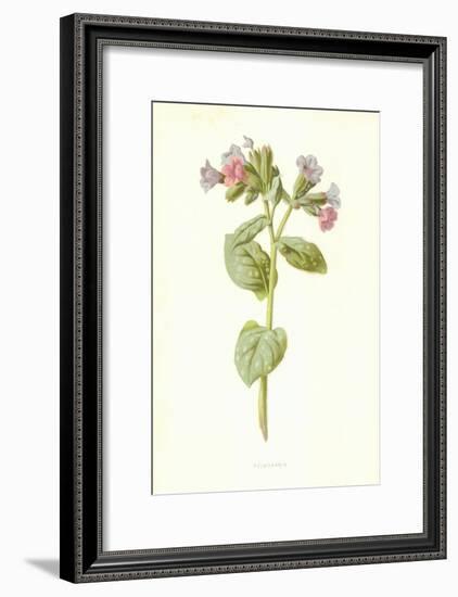 Pulmonaria-Frederick Edward Hulme-Framed Giclee Print