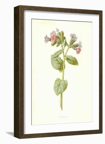 Pulmonaria-Frederick Edward Hulme-Framed Giclee Print