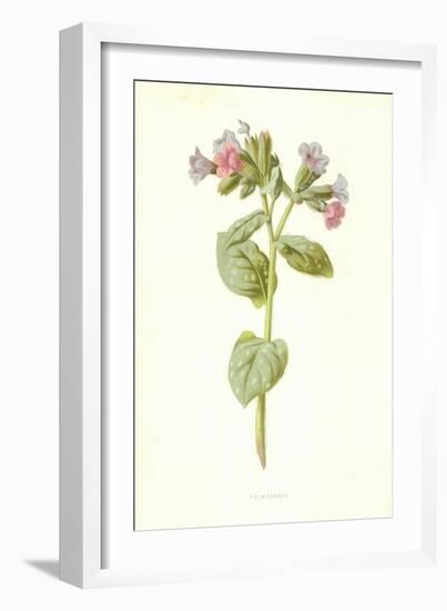 Pulmonaria-Frederick Edward Hulme-Framed Giclee Print