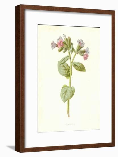 Pulmonaria-Frederick Edward Hulme-Framed Giclee Print