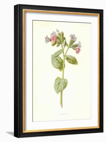 Pulmonaria-Frederick Edward Hulme-Framed Giclee Print