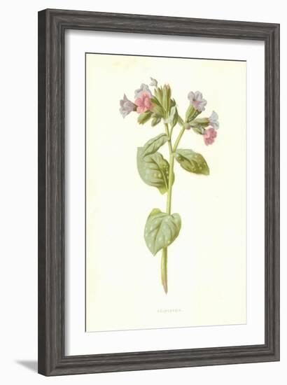 Pulmonaria-Frederick Edward Hulme-Framed Premium Giclee Print