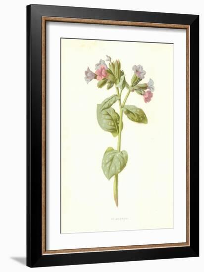 Pulmonaria-Frederick Edward Hulme-Framed Premium Giclee Print