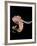 Pulpo Guisado, Food from the Canary Islands, Spain, Europe-Tondini Nico-Framed Photographic Print