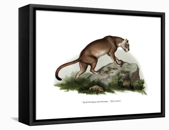 Puma, 1860-null-Framed Premier Image Canvas