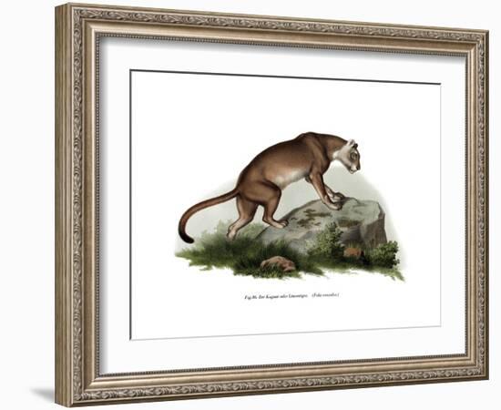 Puma, 1860-null-Framed Giclee Print