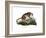 Puma, 1860-null-Framed Giclee Print