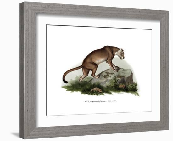 Puma, 1860-null-Framed Giclee Print
