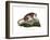 Puma, 1860-null-Framed Giclee Print