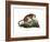 Puma, 1860-null-Framed Giclee Print