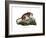 Puma, 1860-null-Framed Giclee Print