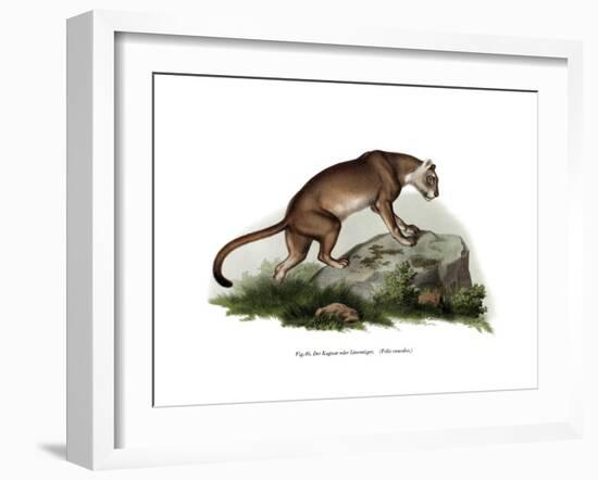 Puma, 1860-null-Framed Giclee Print