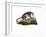 Puma, 1860-null-Framed Giclee Print