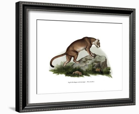 Puma, 1860-null-Framed Giclee Print