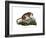 Puma, 1860-null-Framed Giclee Print