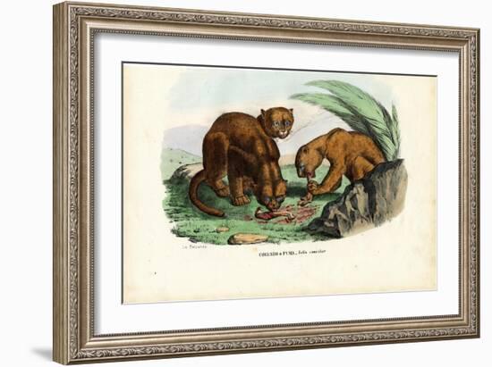 Puma, 1863-79-Raimundo Petraroja-Framed Giclee Print