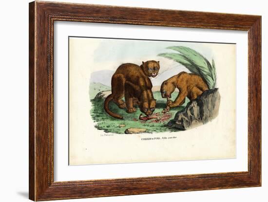 Puma, 1863-79-Raimundo Petraroja-Framed Giclee Print