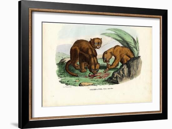 Puma, 1863-79-Raimundo Petraroja-Framed Giclee Print