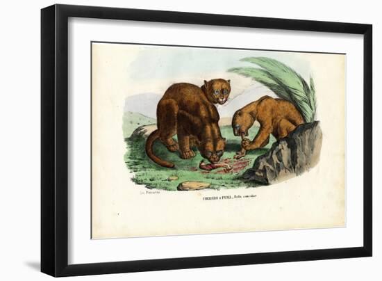 Puma, 1863-79-Raimundo Petraroja-Framed Giclee Print