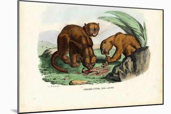 Puma, 1863-79-Raimundo Petraroja-Mounted Giclee Print