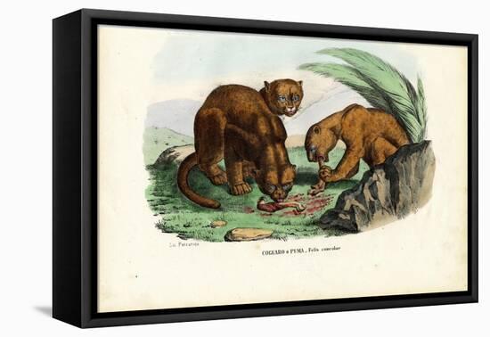 Puma, 1863-79-Raimundo Petraroja-Framed Premier Image Canvas