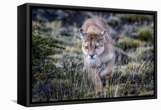 Puma, Chile-Art Wolfe Wolfe-Framed Premier Image Canvas