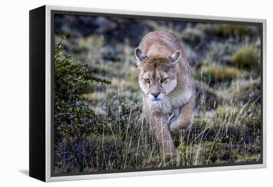 Puma, Chile-Art Wolfe Wolfe-Framed Premier Image Canvas