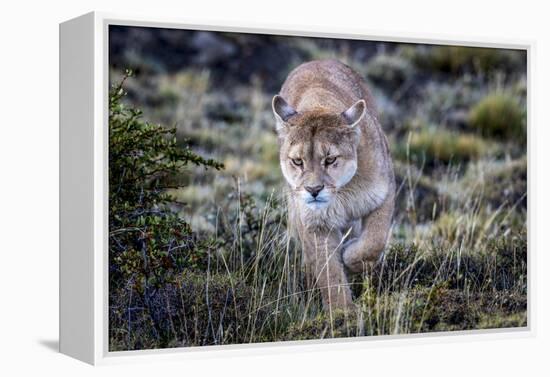 Puma, Chile-Art Wolfe Wolfe-Framed Premier Image Canvas