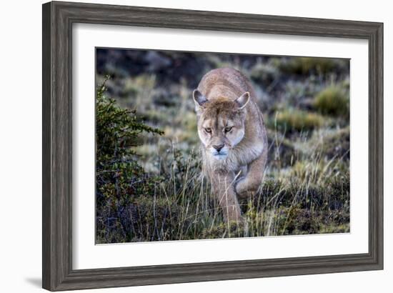 Puma, Chile-Art Wolfe Wolfe-Framed Photographic Print