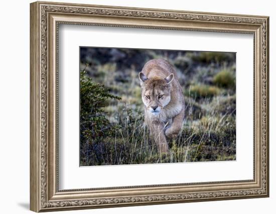 Puma, Chile-Art Wolfe Wolfe-Framed Photographic Print