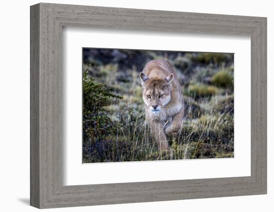 Puma, Chile-Art Wolfe Wolfe-Framed Photographic Print