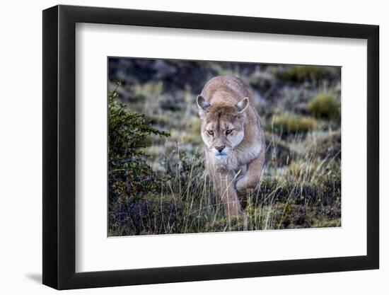 Puma, Chile-Art Wolfe Wolfe-Framed Photographic Print