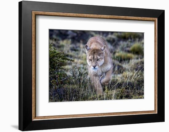 Puma, Chile-Art Wolfe Wolfe-Framed Photographic Print