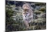 Puma, Chile-Art Wolfe Wolfe-Mounted Photographic Print