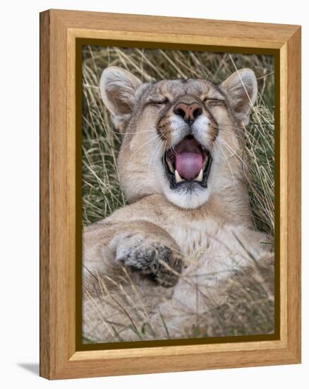 Puma, Chile-Art Wolfe Wolfe-Framed Premier Image Canvas