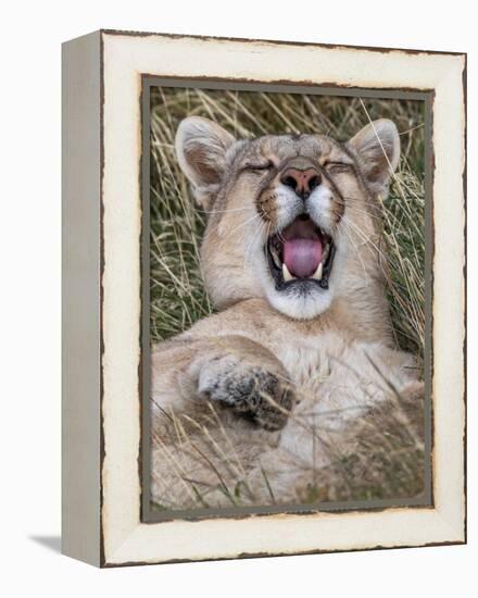 Puma, Chile-Art Wolfe Wolfe-Framed Premier Image Canvas