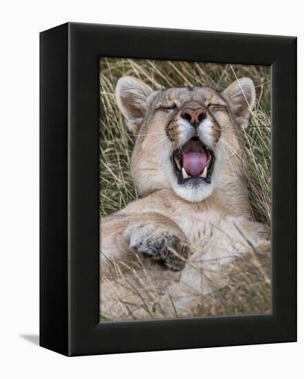 Puma, Chile-Art Wolfe Wolfe-Framed Premier Image Canvas