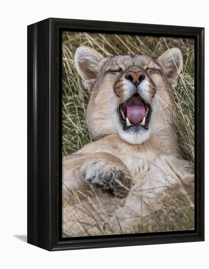 Puma, Chile-Art Wolfe Wolfe-Framed Premier Image Canvas