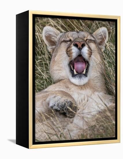 Puma, Chile-Art Wolfe Wolfe-Framed Premier Image Canvas