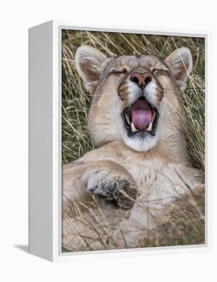 Puma, Chile-Art Wolfe Wolfe-Framed Premier Image Canvas