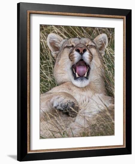 Puma, Chile-Art Wolfe Wolfe-Framed Photographic Print