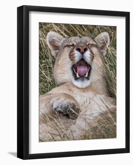 Puma, Chile-Art Wolfe Wolfe-Framed Photographic Print