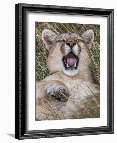 Puma, Chile-Art Wolfe Wolfe-Framed Photographic Print