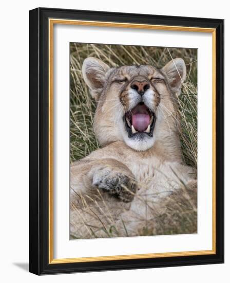 Puma, Chile-Art Wolfe Wolfe-Framed Photographic Print