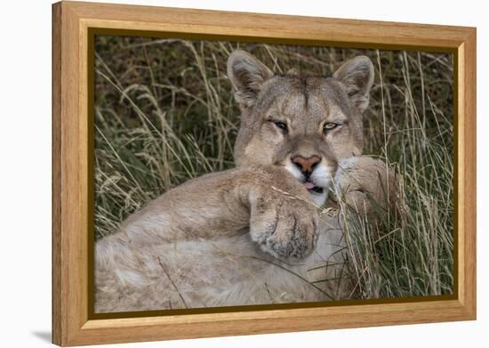 Puma, Chile-Art Wolfe Wolfe-Framed Premier Image Canvas